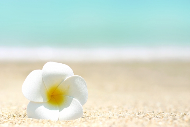 夏のキャンペーン